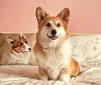 Freeview turns to Royal corgis to sell HD TVs for that wedding