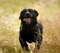 OM4G - Fenton the dog strikes again for Everything Everywhere and Saatchi