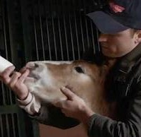 Super Bowl 2013 - people's choice is Budweiser's Clydesdales while Go Daddy can snog off 