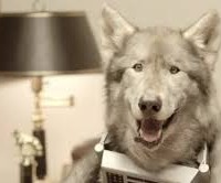 W+K unveils Old Spice Wild Collection's Wolfdog