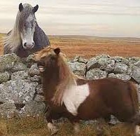 Is W+K London's 'little pony' ad for Three the most successful UK commercial ever?