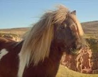 W+K's big new idea for 3: (its own) little pony