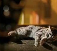 Whiskas miaows up the wrong tree with AMV ad showing moggies as leopards 