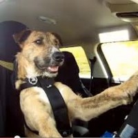 SPCA's 'Driving Dogs' by Draft is early D&AD contender among clutch from New Zealand