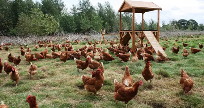 chickens660